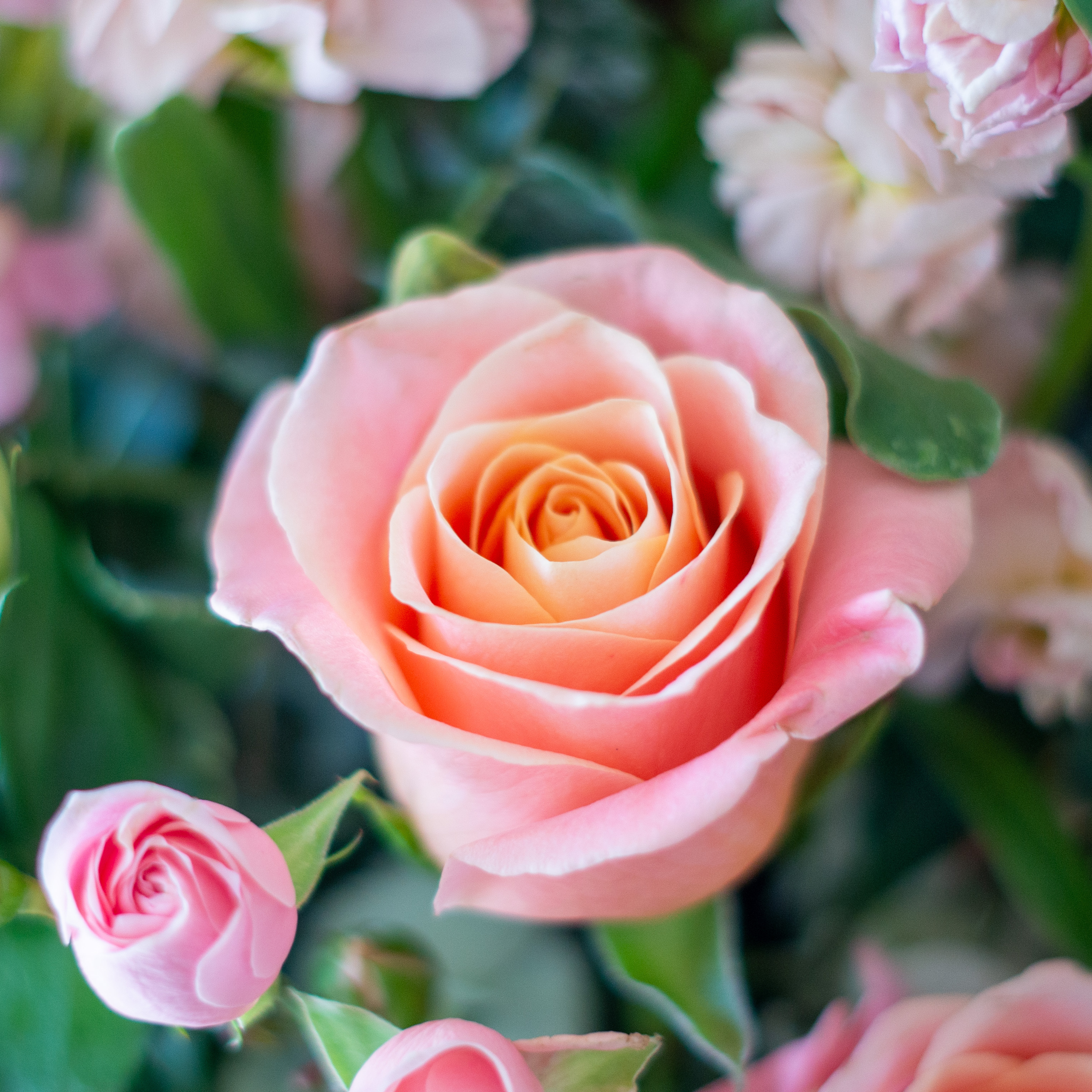 Peach valentines day flowers on a blue tablecloth. Flowers include peach roses, cream lisianthus, peach stock, white hydrangea, pink spray roses, and pink hypericum berries accented with eucalyptus. 