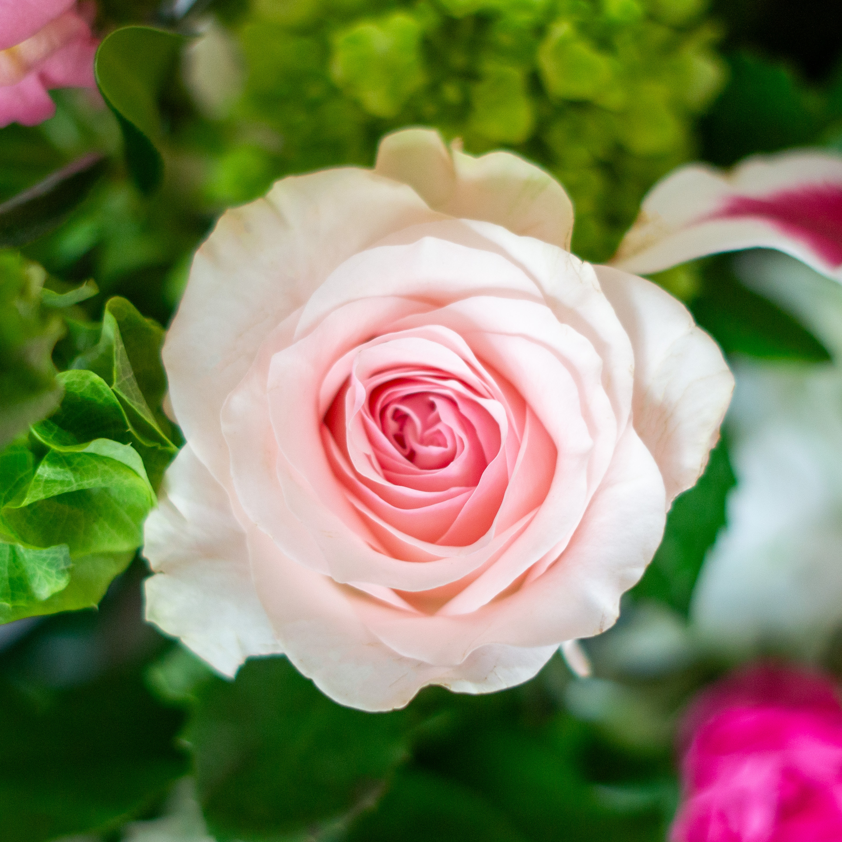 Large Valentines Day flowers for delivery to Charlotte, NC. Image shows a large garden style arrangement of peach roses, peach stock, white hydrangea, cream lisianthus, pink hypericum berries, and pink spray roses accented with spiral eucalyptus and gunni. 