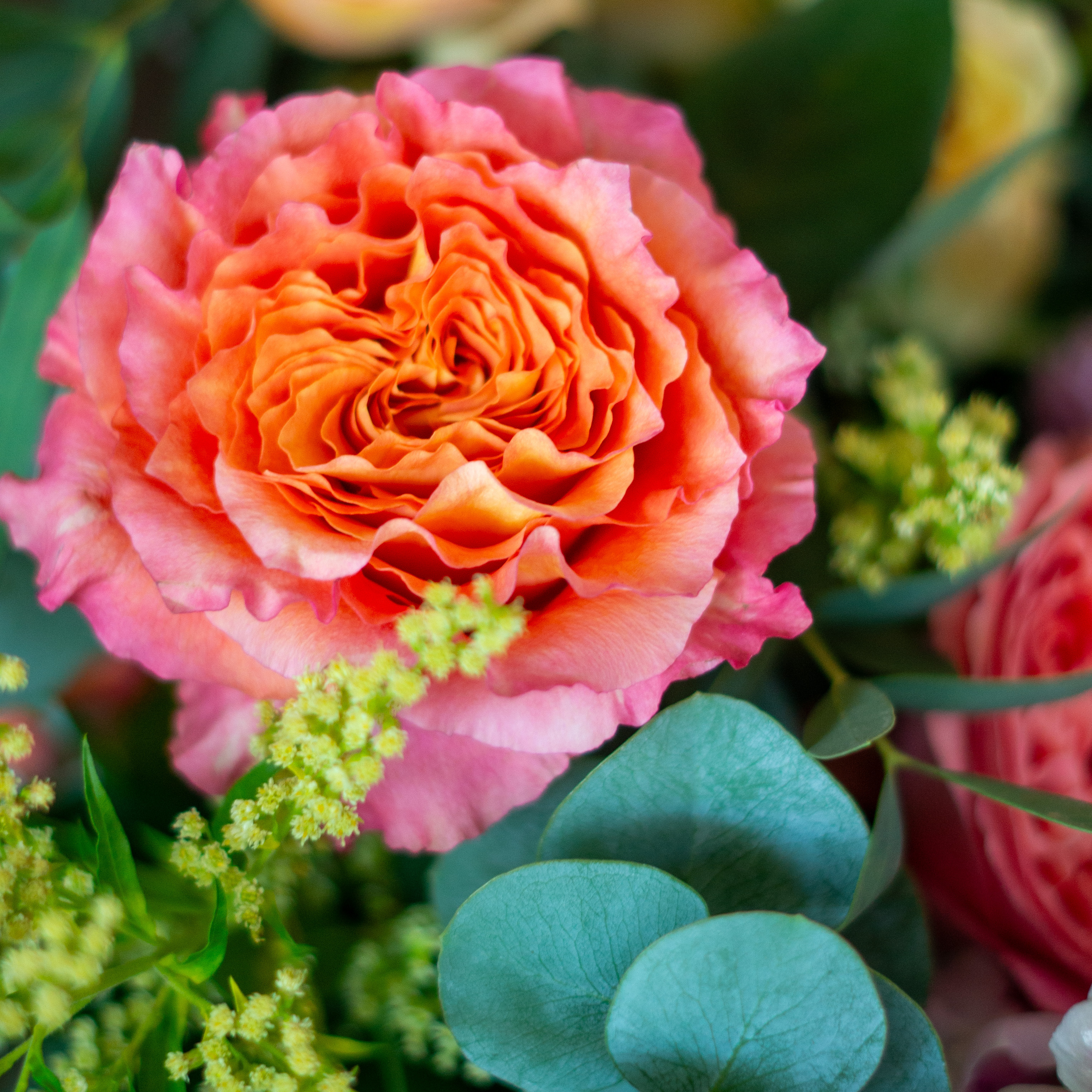 Peach valentines day flowers on a blue tablecloth. Flowers include peach roses, cream lisianthus, peach stock, white hydrangea, pink spray roses, and pink hypericum berries accented with eucalyptus. 
