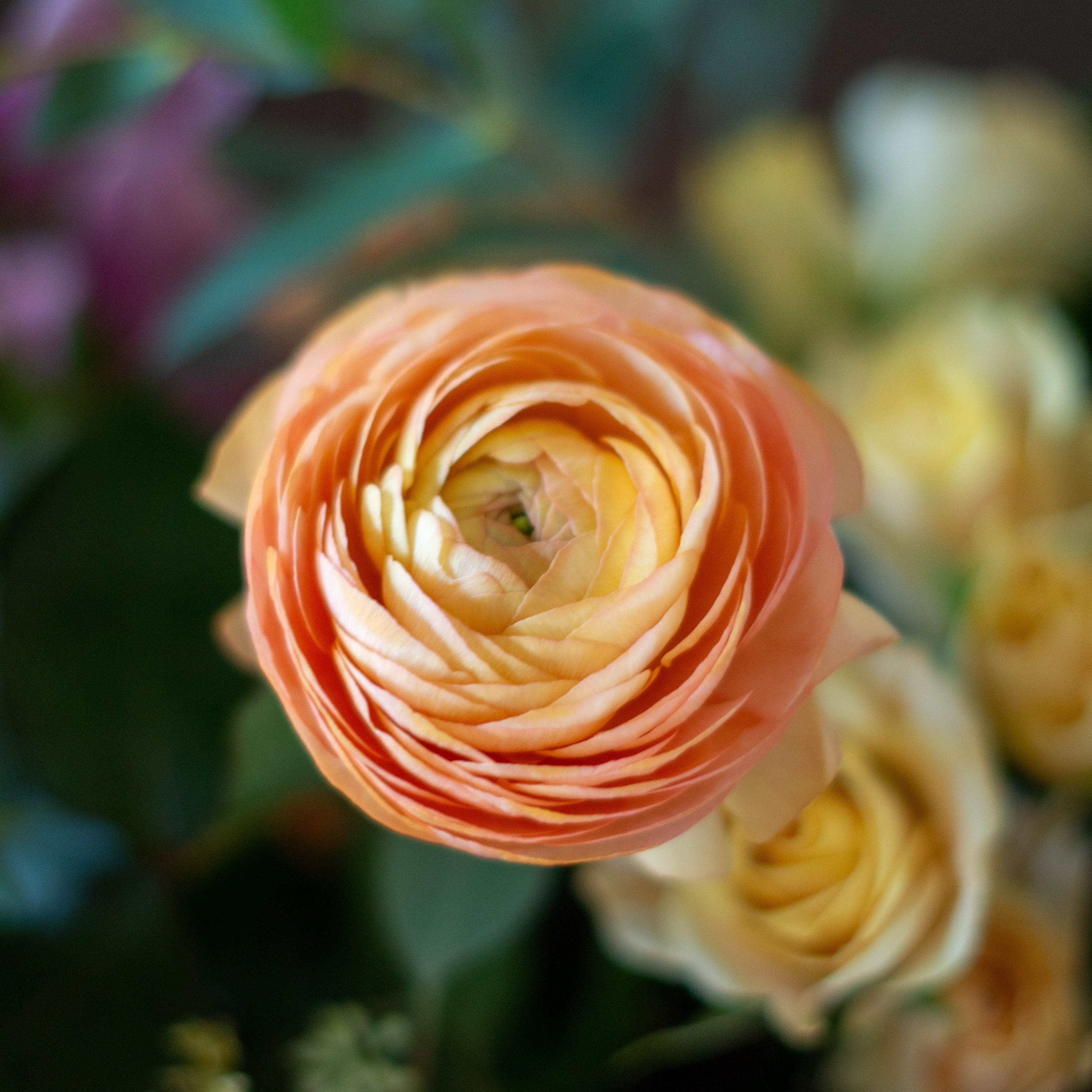 Peach valentines day flower arrangement for delivery to Charlotte NC. Image is a closeup of a pink rose with a peach center surrounded by peach stock and pink majolika spray roses. 