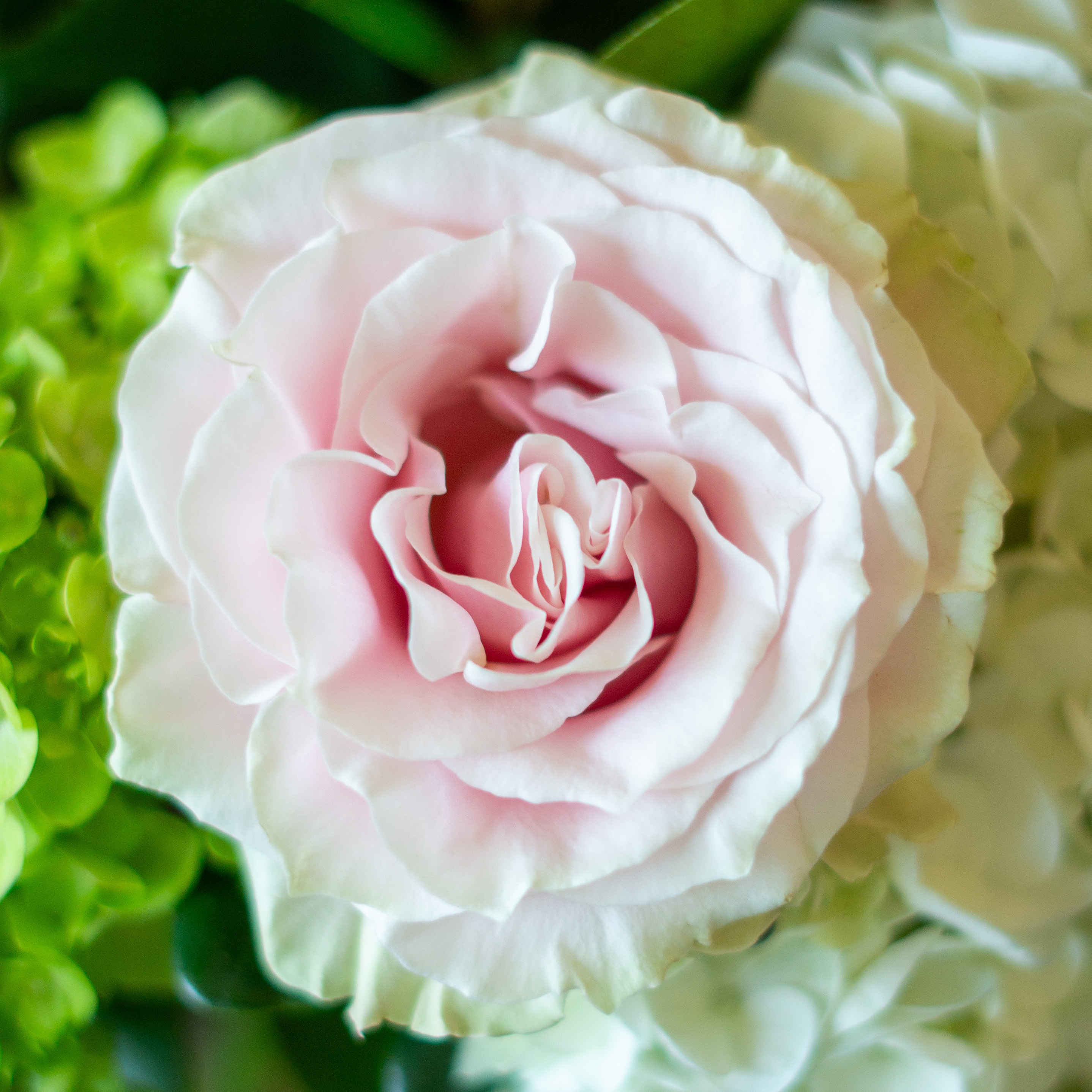 Peach valentines day flower arrangement for delivery to Charlotte NC. Image is a closeup of a pink rose with a peach center surrounded by peach stock and pink majolika spray roses. 
