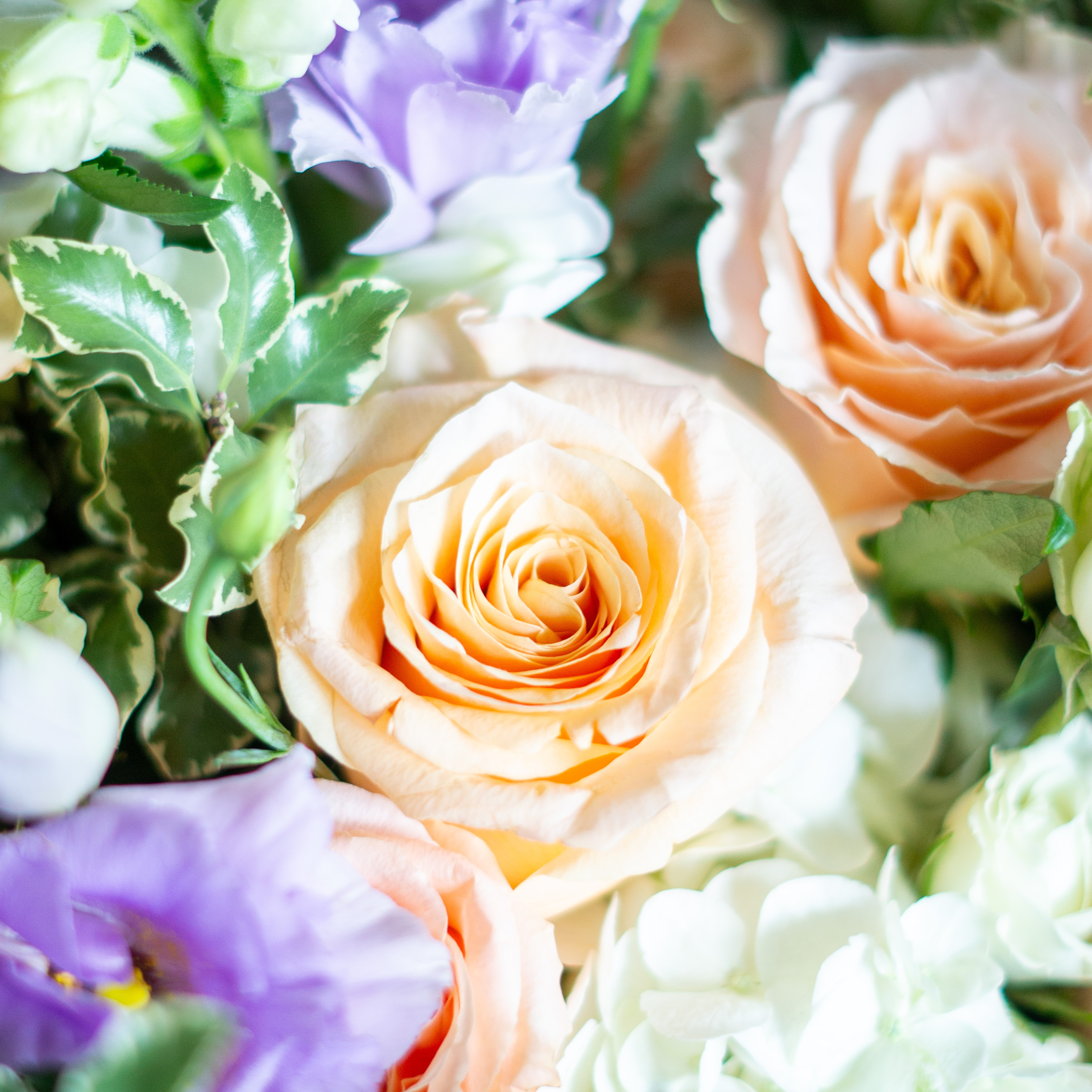 Image of white hydrangea, pink alstroemeria, green lemon leaves, penny cress, and red roses showcasing Nightingale Flower Company's seasonal color palettes for Valentine's Day. 