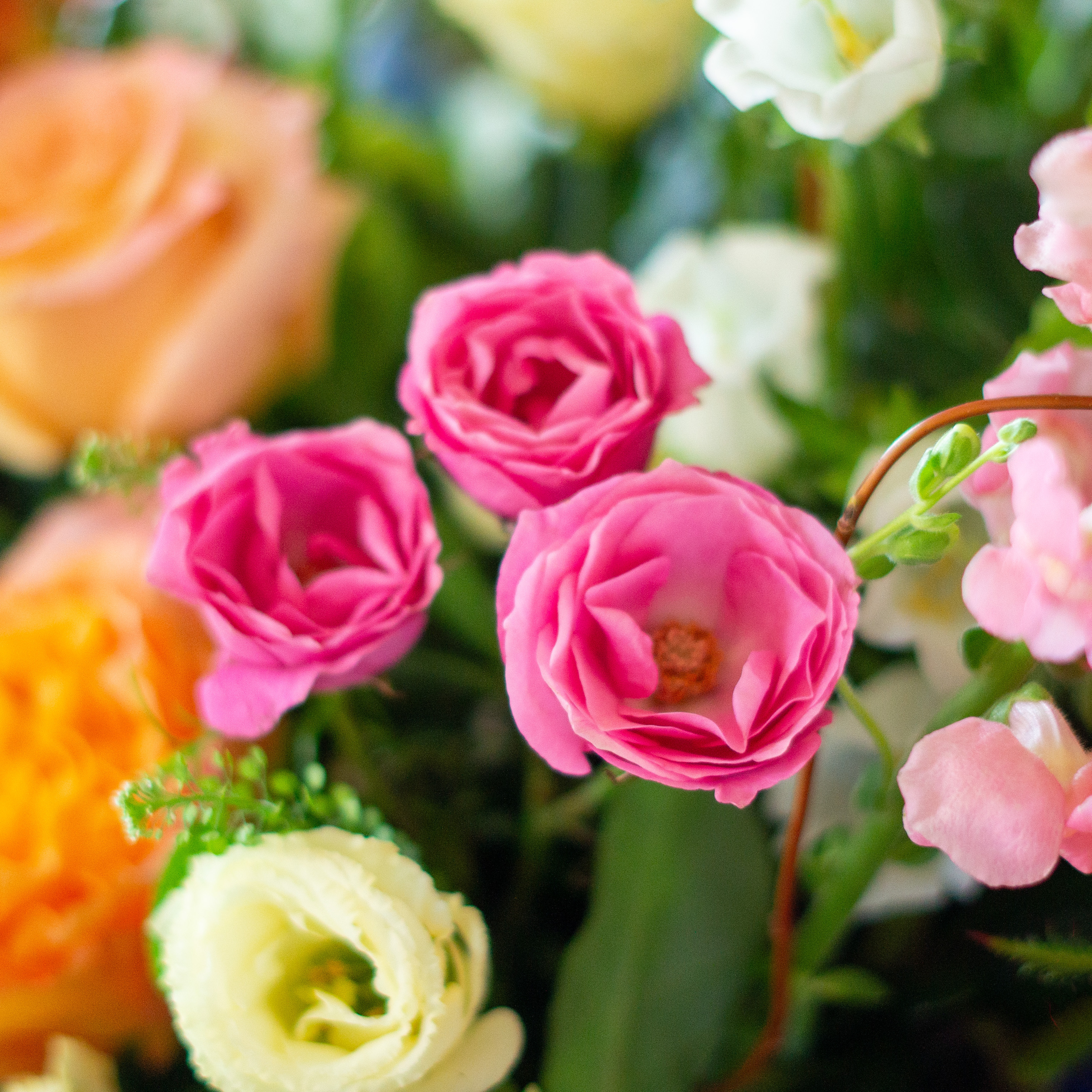 Image of white hydrangea, pink alstroemeria, green lemon leaves, penny cress, and red roses showcasing Nightingale Flower Company's seasonal color palettes for Valentine's Day. 