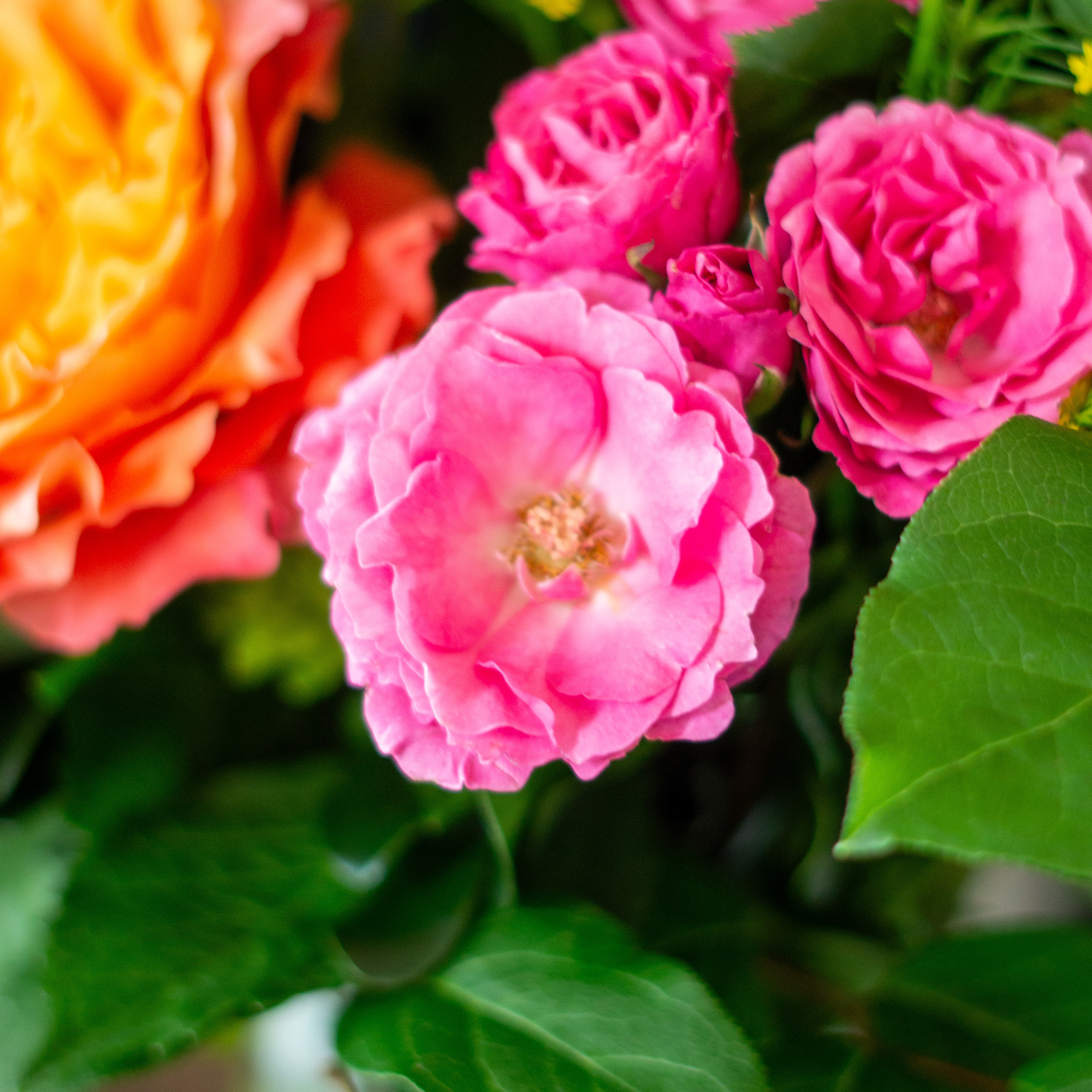 Image of white hydrangea, pink alstroemeria, green lemon leaves, penny cress, and red roses showcasing Nightingale Flower Company Valentine's day flowers for delivery to Charlotte, NC. 