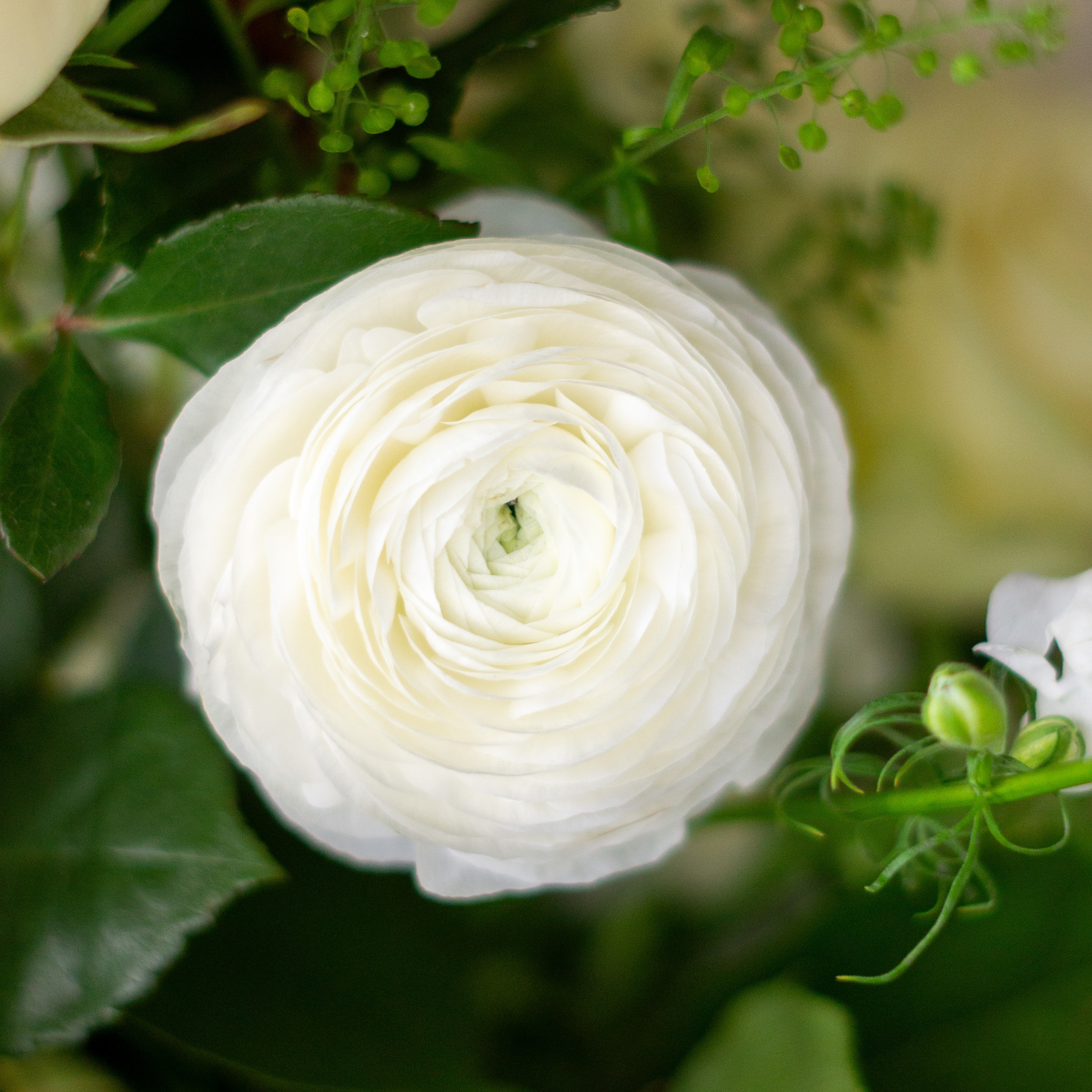Peach valentines day flowers on a blue tablecloth. Flowers include peach roses, cream lisianthus, peach stock, white hydrangea, pink spray roses, and pink hypericum berries accented with eucalyptus. 