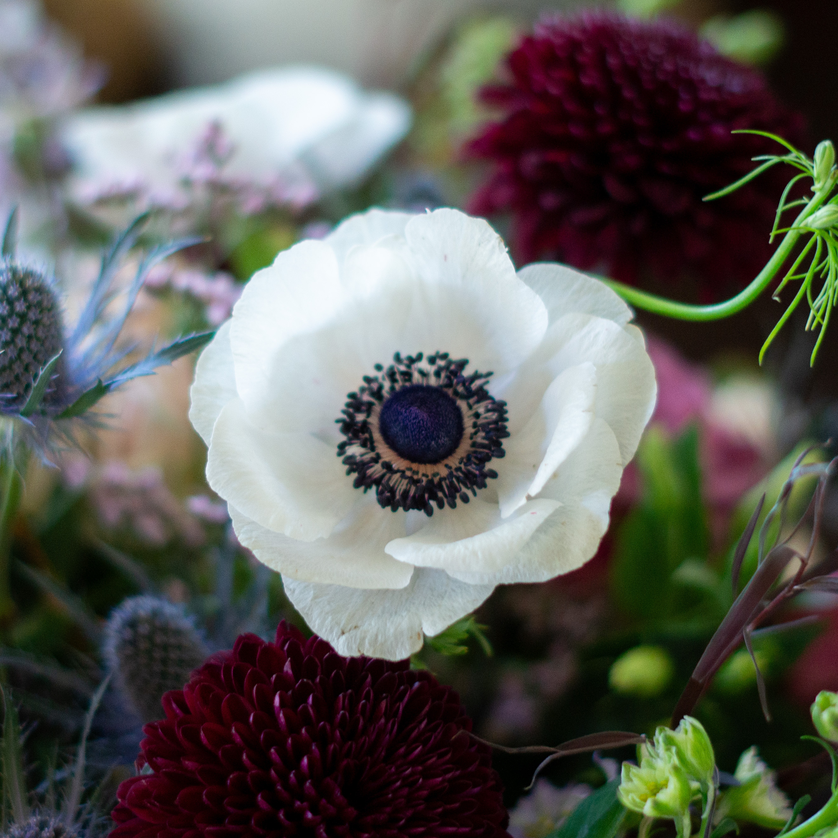 Peach valentines day flowers on a blue tablecloth. Flowers include peach roses, cream lisianthus, peach stock, white hydrangea, pink spray roses, and pink hypericum berries accented with eucalyptus. 