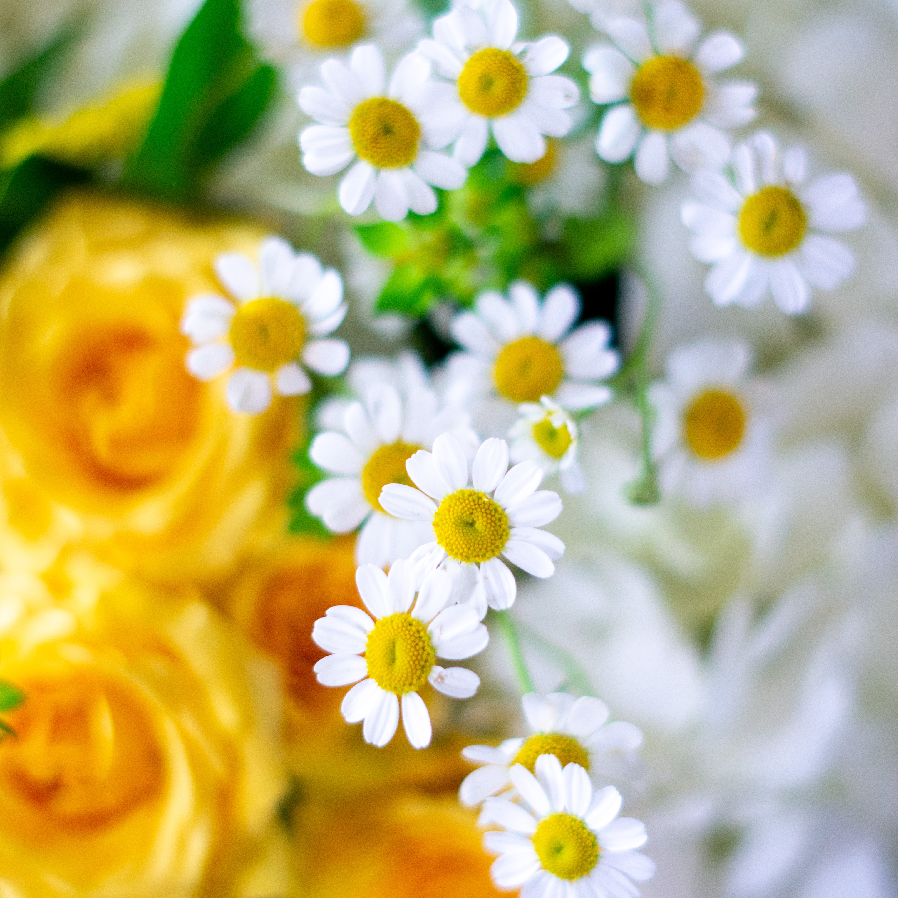 Peach valentines day flowers on a blue tablecloth. Flowers include peach roses, cream lisianthus, peach stock, white hydrangea, pink spray roses, and pink hypericum berries accented with eucalyptus. 