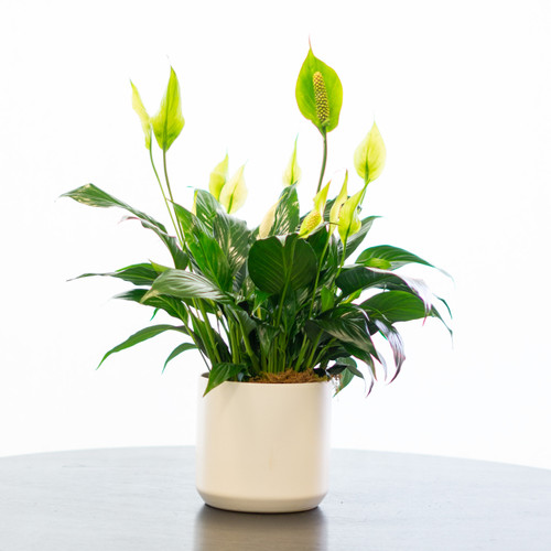 Premium Peace Lily