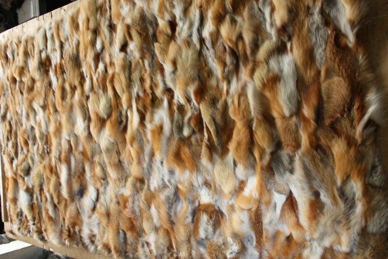 Red Canadian Fox  Fur Plate