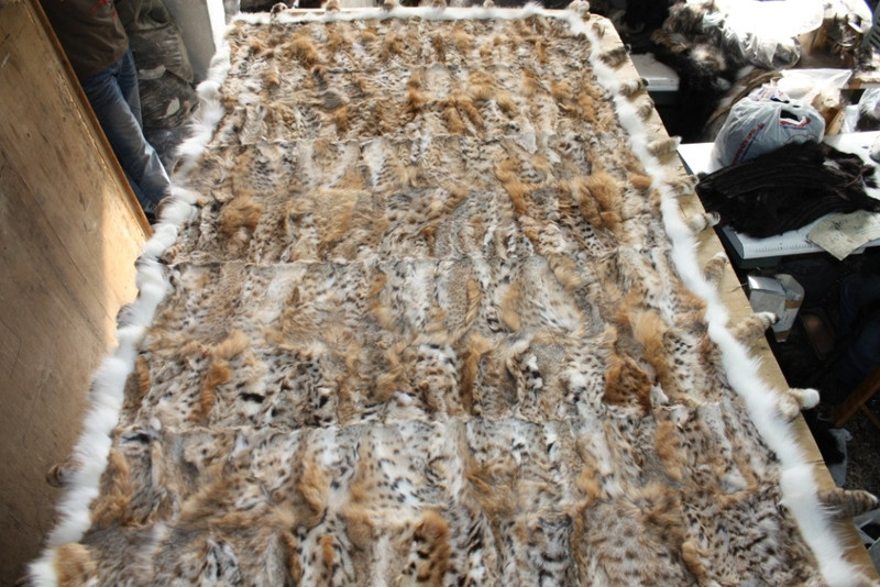 Lynx Bobcat Paws Plate