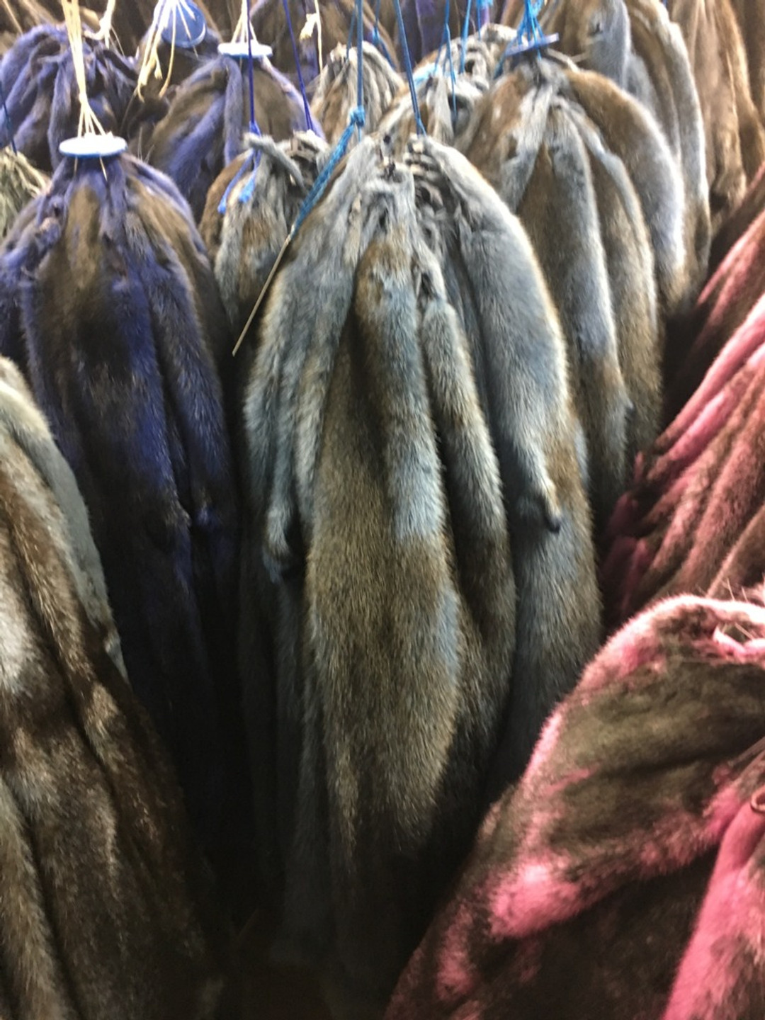 Mink Pelts Different Colorations