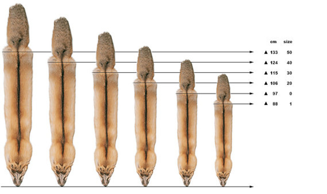 Fox Sizes
