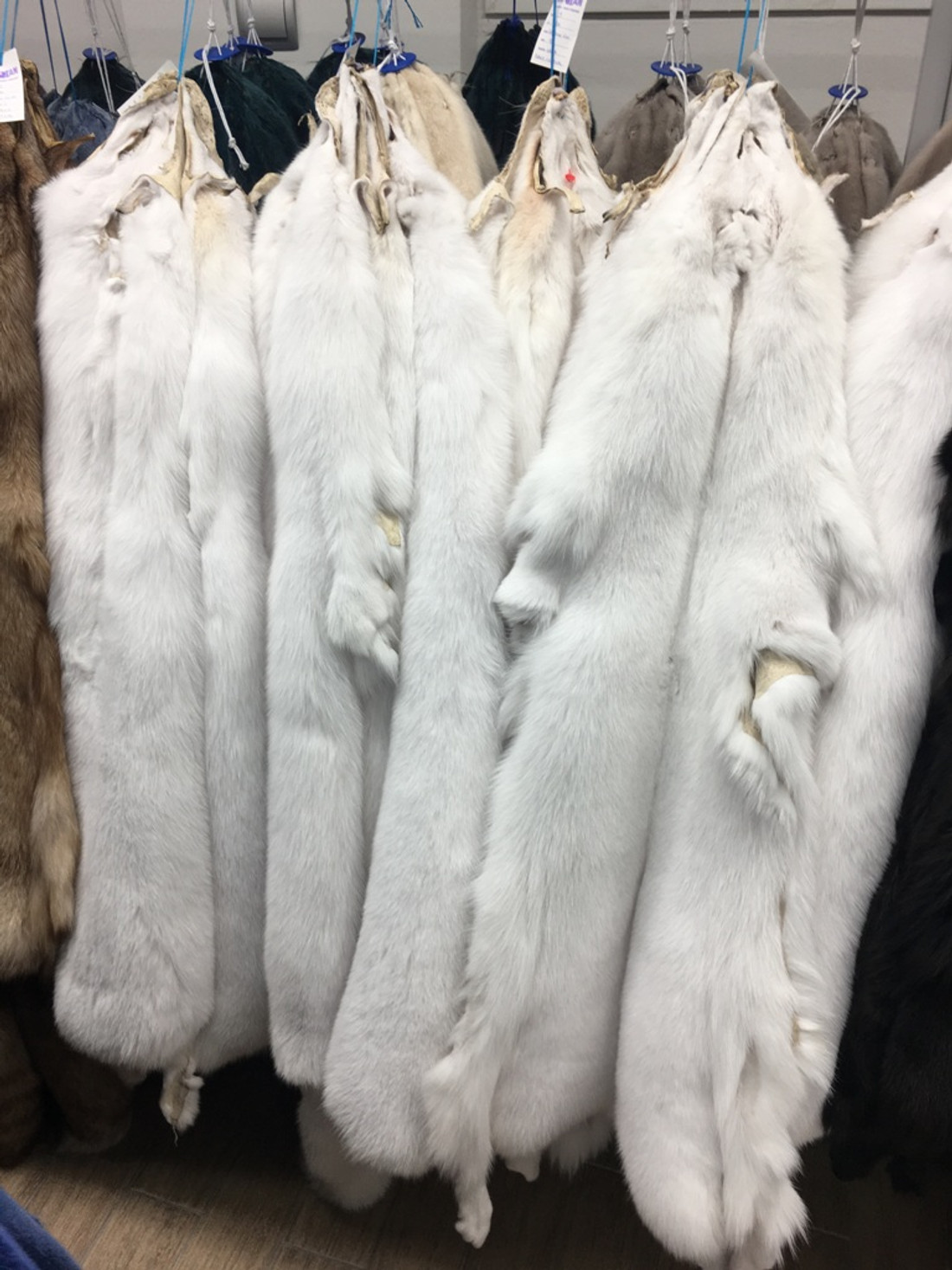 White Fox fur pelts/skins