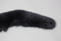 Blue Gray  Fox  Fur   Shawl Collar