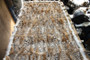 Lynx Bobcat Paws Plate