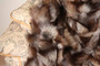 Crystal Fox Paws Fur Blanket Throw from a close point of view