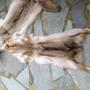 Coyote   fur pelts