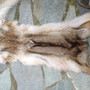 Coyote   fur pelts
