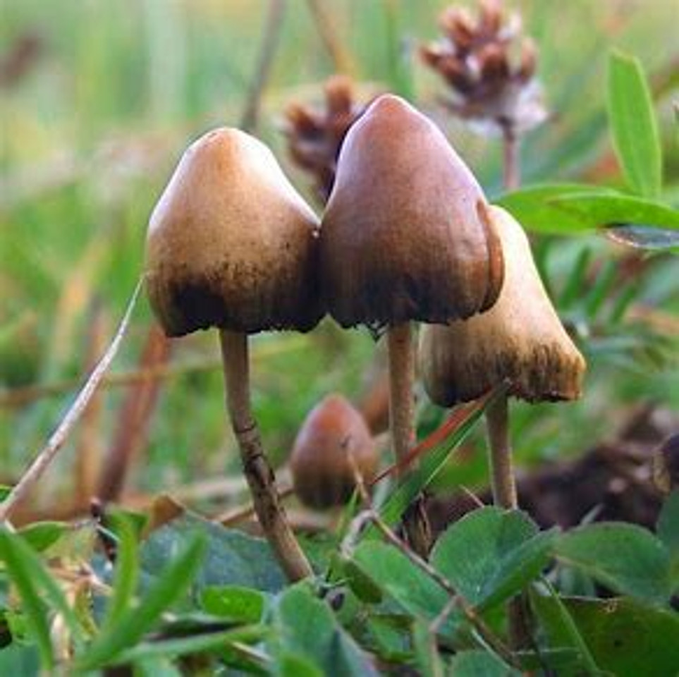Exploring the World of Psychedelic Mushroom Gummies: Uses and Effects
