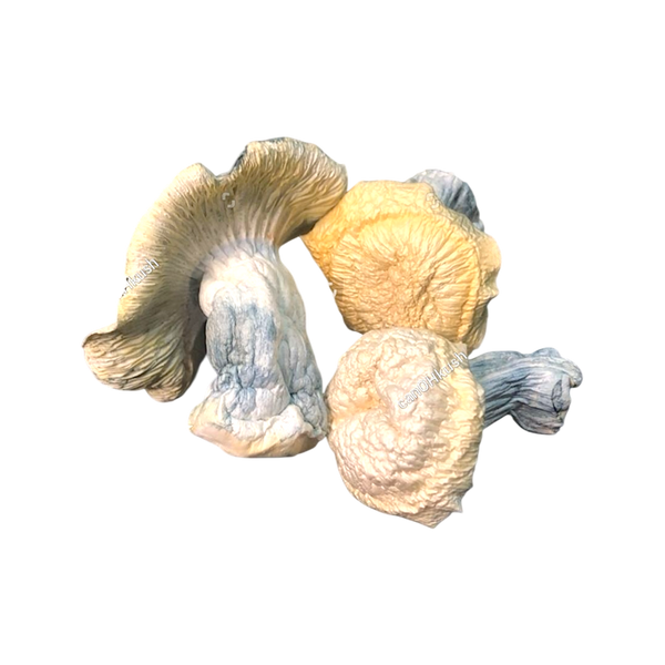 Powerful and deeply introspective, Penis Envy Psilocybin Mushrooms (3.5g) deliver an intense psychedelic experience known for enhanced visuals, creativity, and self-reflection. Perfect for experienced explorers seeking a profound journey.