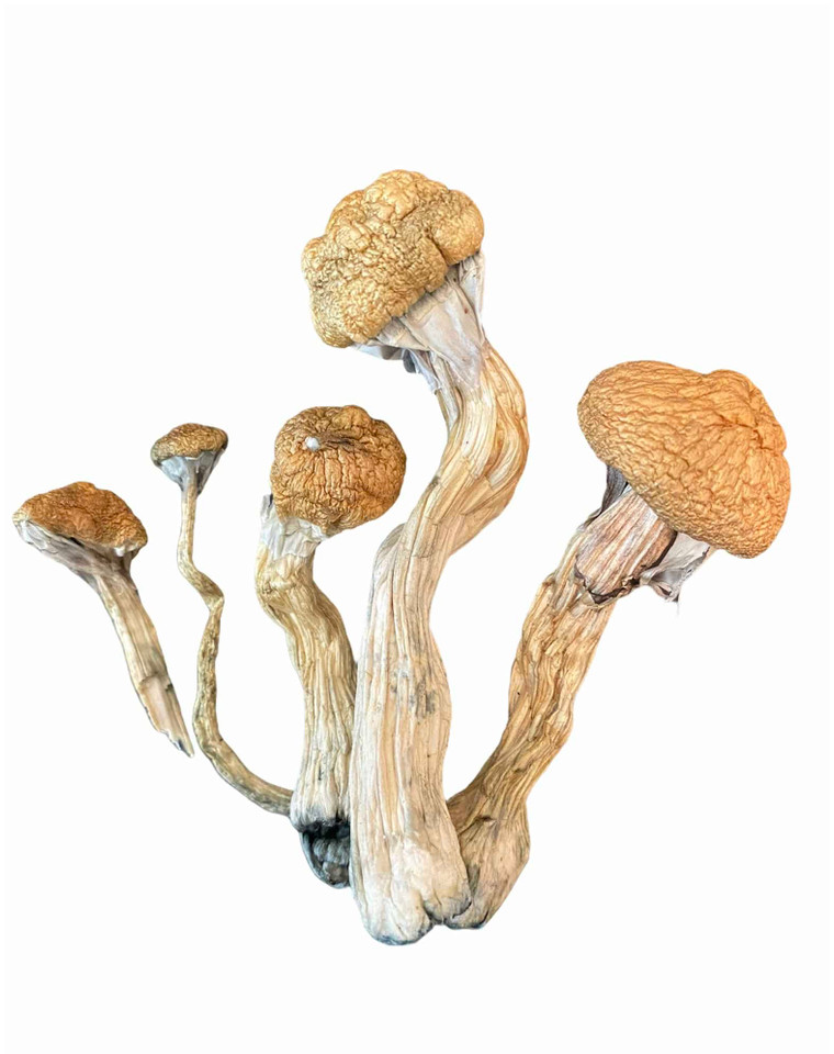 Looking for a potent and unique strain of psilocybin? Look no further than KSSS – Koh Samui Super Strain! With its powerful effects and unique flavor profile, KSSS is a great choice for those looking for a one-of-a-kind experience.