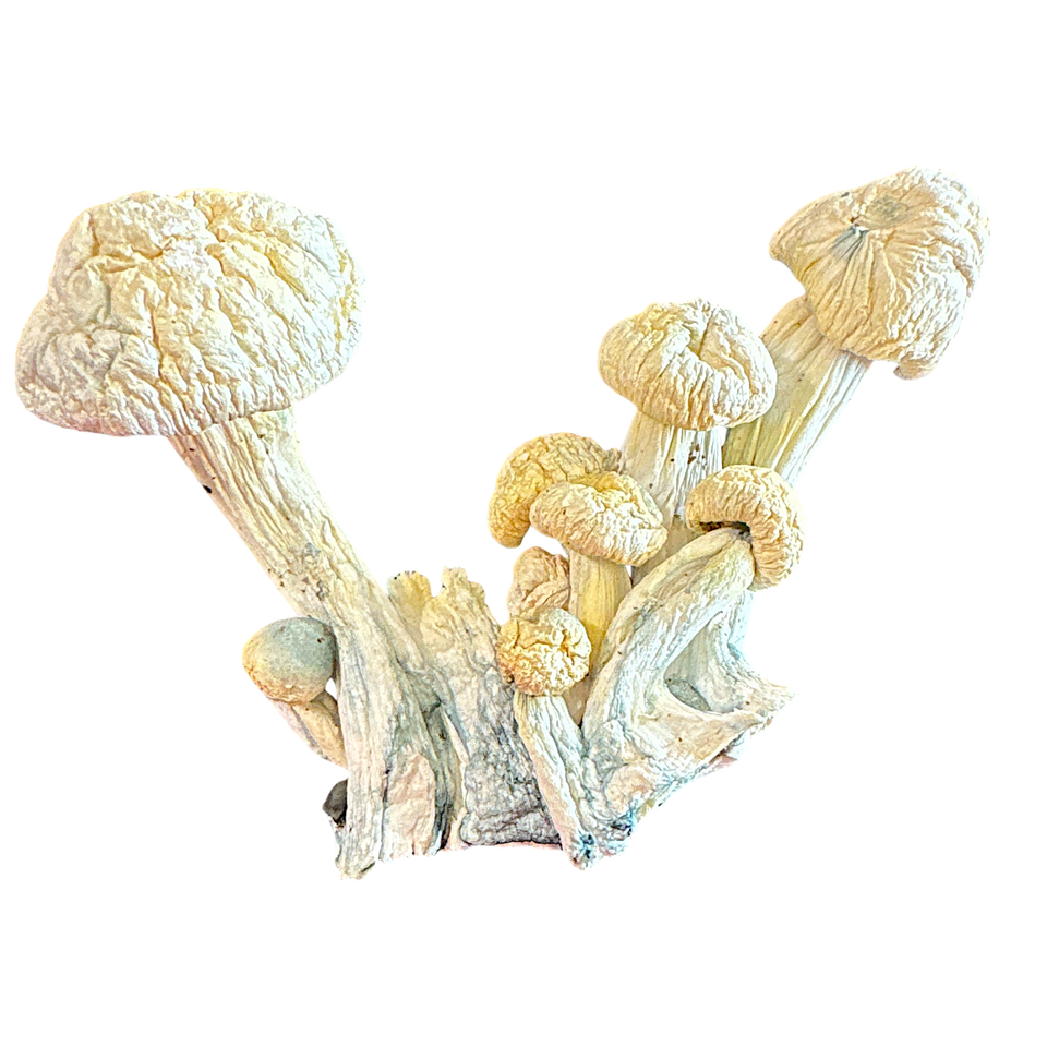 Iceberg Mushrooms: Premium Psychedelic Experience

Discover the potent effects of Iceberg Mushrooms, known for their icy white caps and powerful psychedelic properties. Perfect for both beginners and experienced users, these mushrooms offer deep introspection, enhanced creativity, and visual stimulation. Buy psychedelic mushrooms online from Nature’s Way Delivery and enjoy a safe, discreet, and reliable shopping experience. Elevate your next trip with Iceberg Mushrooms today!