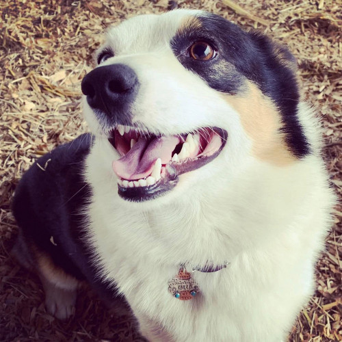 Dog Tag with Turquoise Personalized Dog Tag with Turquoise Personalized