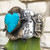 Southwest Stamped Heart Turquoise Scalloped Edge Cuff Bracelet