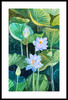 Waterlilies -I (Giclee)  by Aprajita Lal