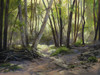 A Walk In The Woods (Original Painting) Oil on Linen Panel 12x16 by Linda Glover Gooch