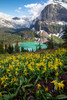 Glacier Lilies by Andy Austin