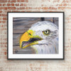 Bald Eagle Close Up (Original Painting) by Samara Doumnande