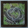 Undisturbed Garter snake  by Craig Fentiman