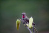 Hummingbird perched  by Craig Fentiman