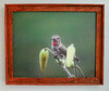 Hummingbird perched  by Craig Fentiman