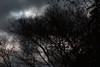 Tree Silhouette by Craig Fentiman