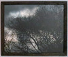 Tree Silhouette by Craig Fentiman
