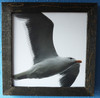 Sea Gull soars by Craig Fentiman