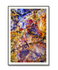 Petrified Wood Color Explosion by Dana Sharman