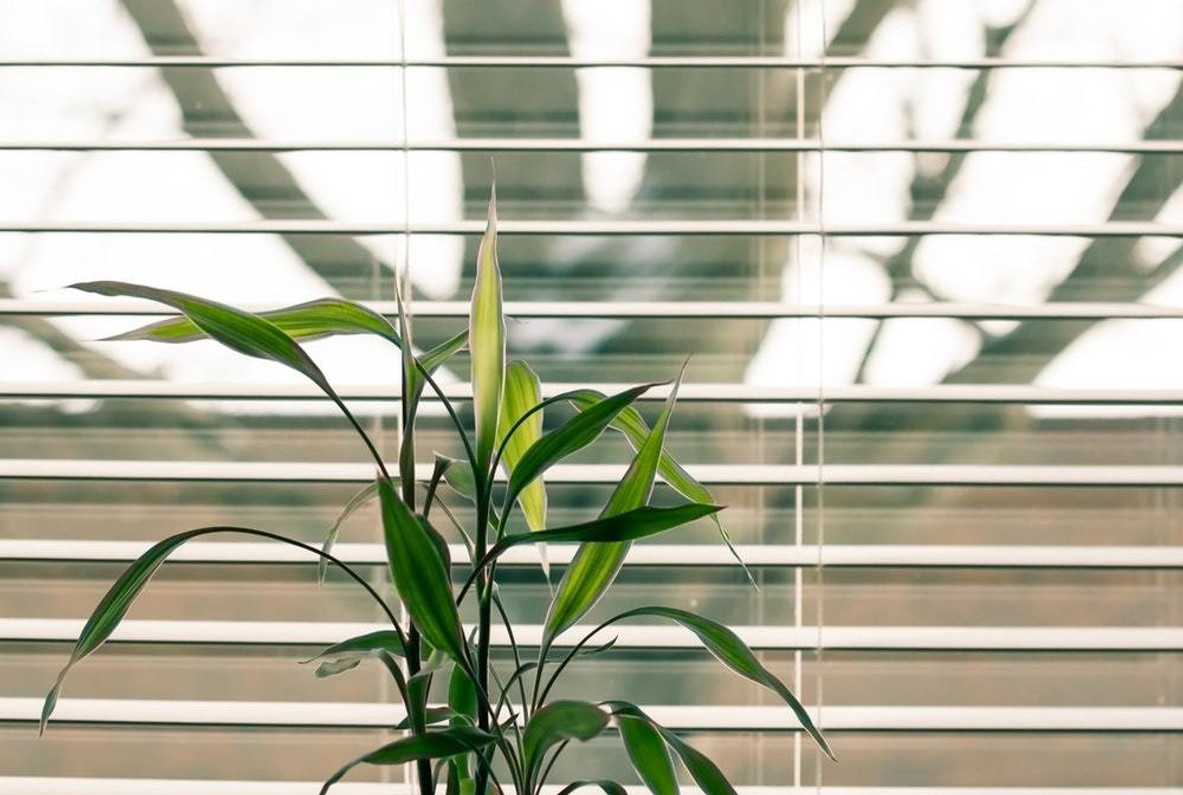 7 Easy-to-Grow Houseplants For Beginners