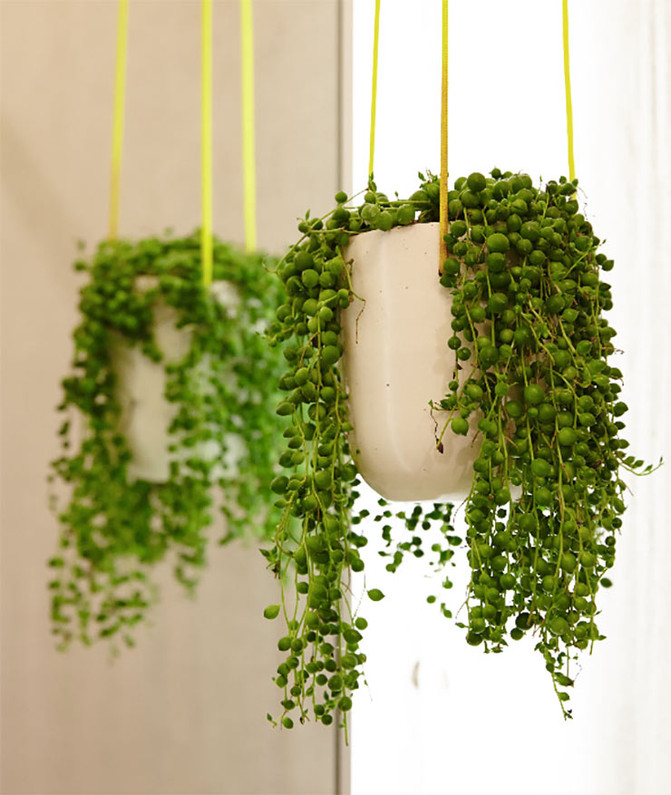 5 Indoor Plants We Love