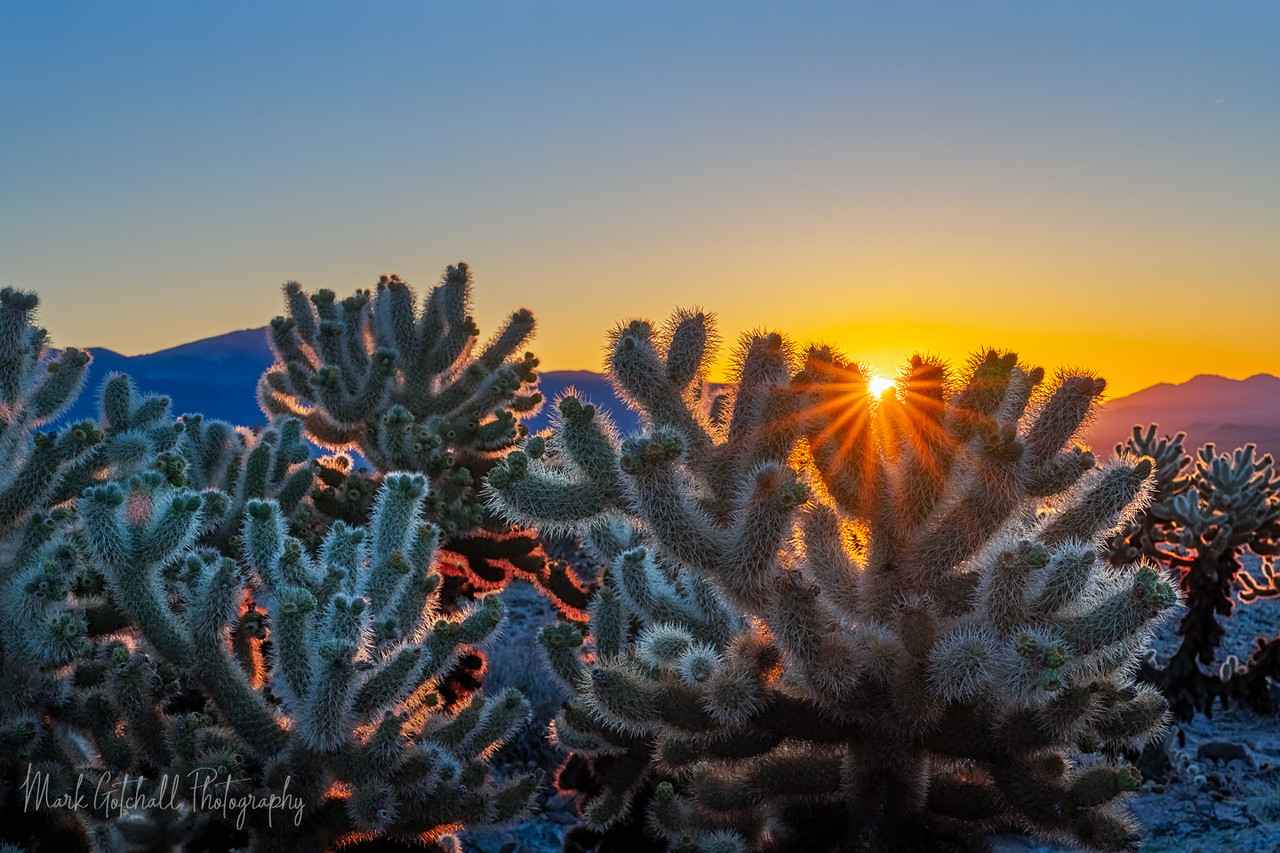 Cholla Sunrise, Joshua Tree National Park by Mark Gotchall - Cocoweb -  Quality LED Lighting Specialists