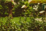 Secrets To Obtaining More Privacy In Your Backyard