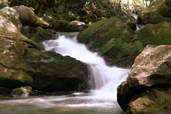 Tranquil Forest Waterfall with Lush Greenery by Josh Blackman