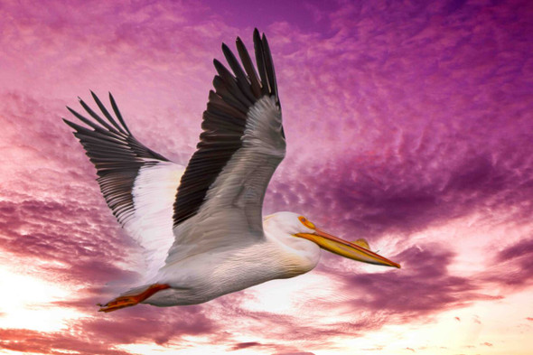 Pelican in Flight at Sunset by Josh Blackman Pelican in Flight at Sunset by Josh Blackman