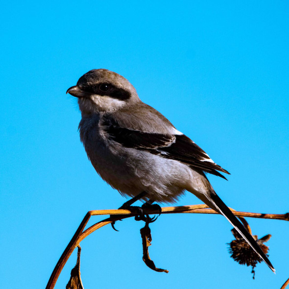 Northern Shrike Perched on a Branch by Josh Blackman