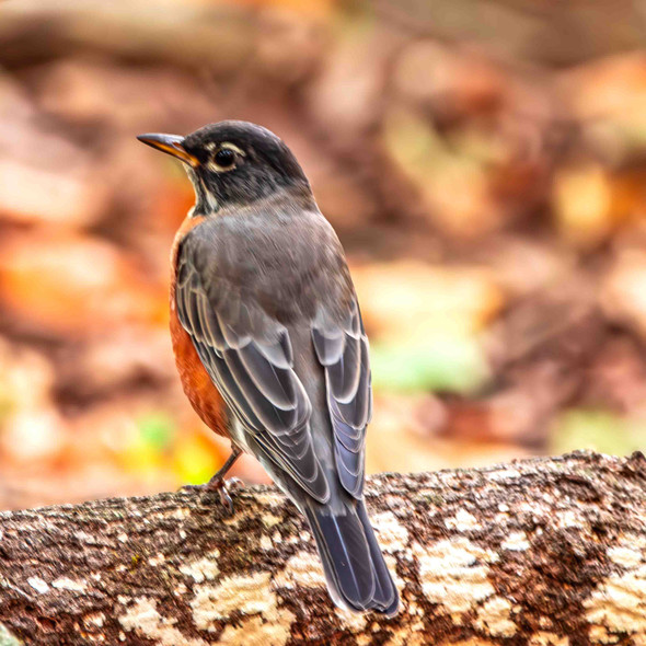 American Robin Perched on a Log in Autumn by Josh Blackman