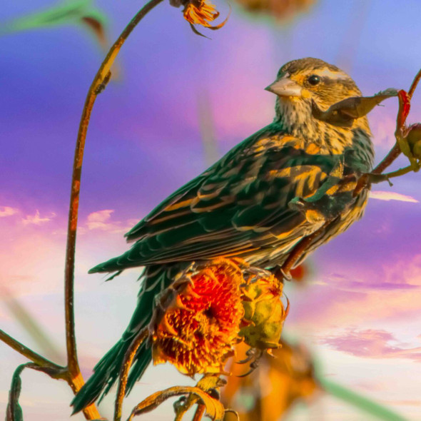 Songbird Among Sunflowers at Sunset by Josh Blackman