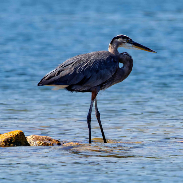 Blue Heron on the Rocks by Josh Blackman
