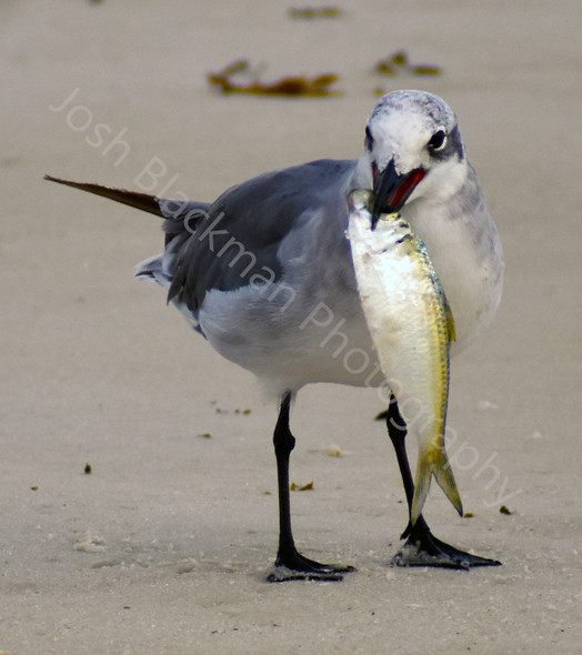 Breakfast for a Seagull by Josh Blackman